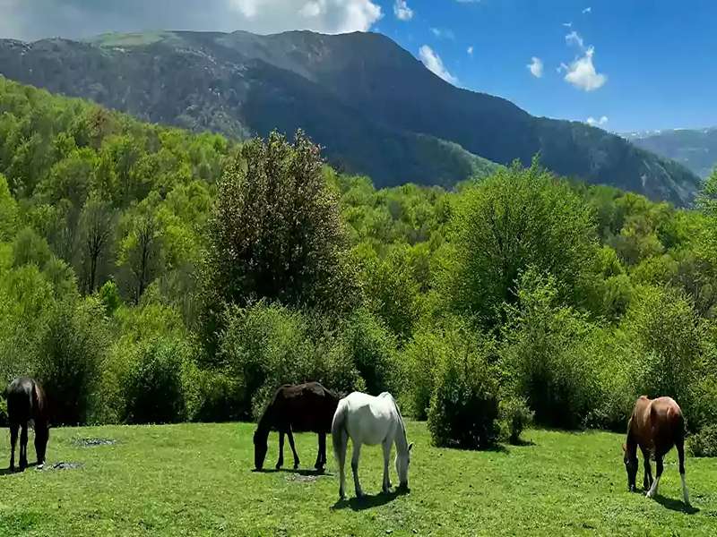 دیدنی شمال